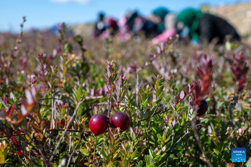 Festival Panen Cranberry Diadakan di Fuyuan, Heilongjiang, Tiongkok Timur Laut