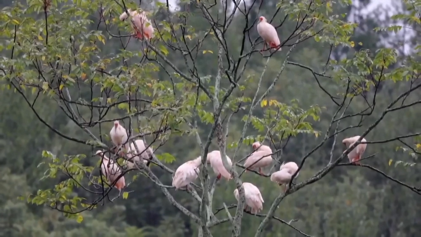 Sebagai hewan liar yang dilindungi negara kelas satu di Tiongkok
