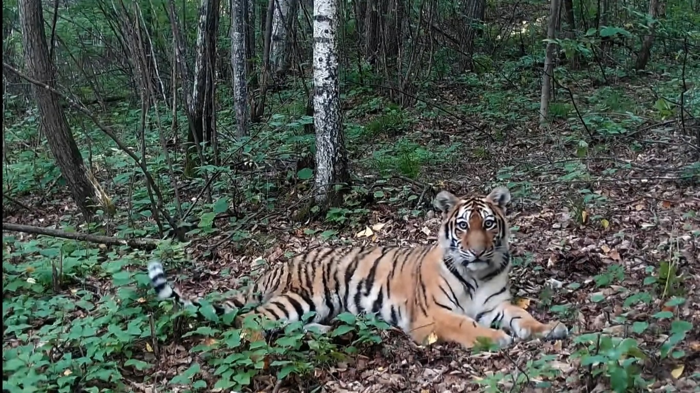 Tiongkok sangat mementingkan konservasi spesies unggulan untuk mendorong perlindungan ekologi regional dan pengembangan peradaban ekologi