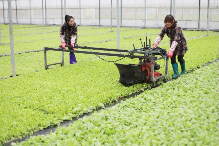 Pemerintah Tiongkok memperkuat dukungan keuangan pertanian dan petani pada kuartal pertama (Q1) tahun ini