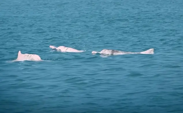 Lindungi Lumba-Lumba Putih Tiongkok di Teluk Xiamen, Huawei Gunakan AI