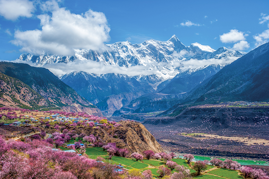 Ketika pemekarannya sampai puncak terdapat lautan bunga persik sepanjang 5 ribu bahkan 50 ribu meter