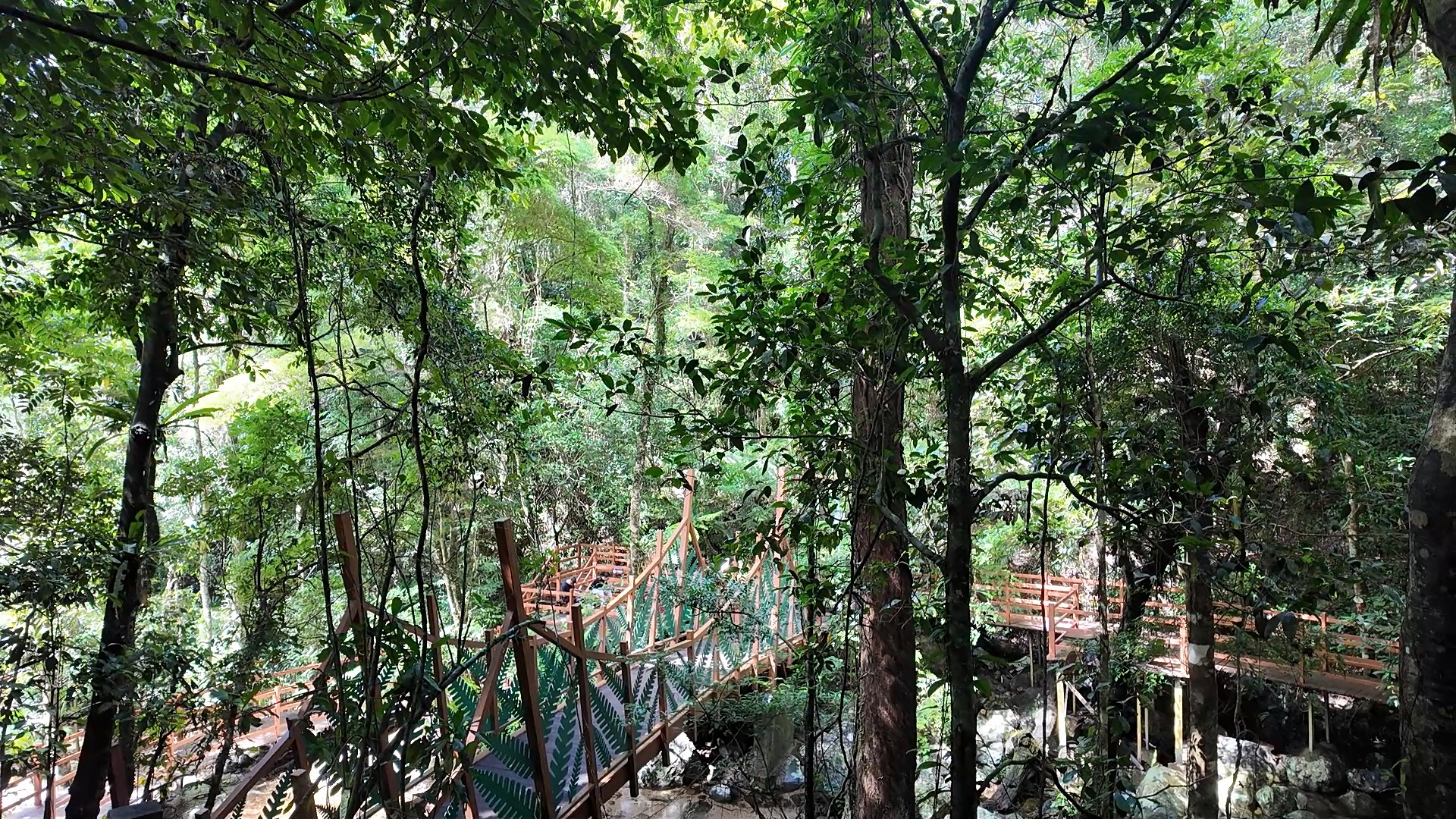 Menjelajahi Jantung Hijau Hainan: Wuzhishan Area di Taman Nasional Hutan Hujan Tropis Hainan