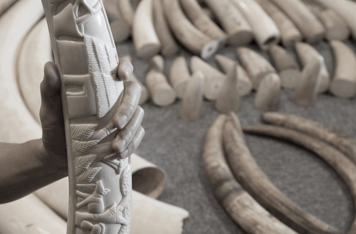 Polisi Tiongkok menangani lebih dari 70000 kasus kriminal terkait satwa liar dari tahun 2020 hingga 2022