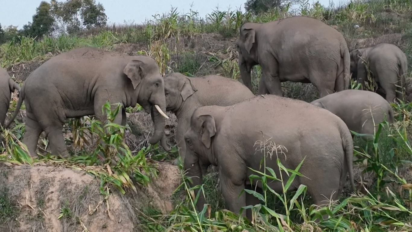 Kawanan gajah itu keluar dari hutan dan menuruni lereng gunung pada sore hari setelah beristirahat selama beberapa jam