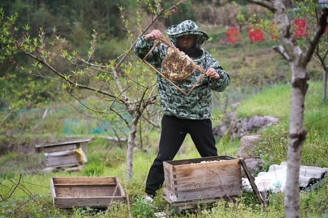 Lingkungan yang sehat ini sangat cocok untuk beternak lebah