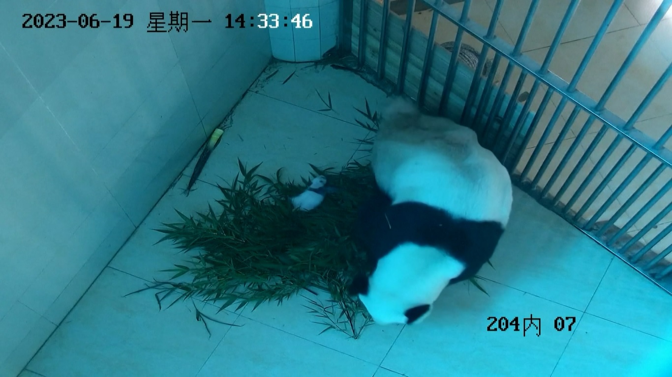 Panda raksasa Xinxin melahirkan anaknya pada 29 Mei 2023 di Pangkalan Panda Raksasa Shenshuping di Cagar Alam Nasional Wolong