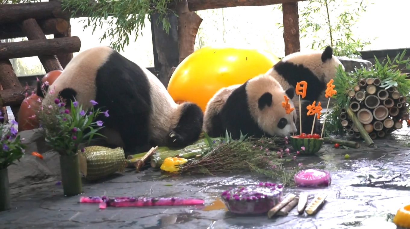 Kebun Binatang Shanghai Rayakan Ulang Tahun Tiga Ekor Panda
