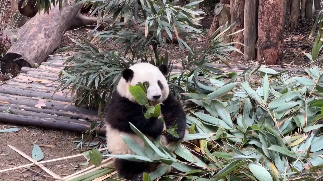 Sejak tanggal 17 hingga 21 Maret