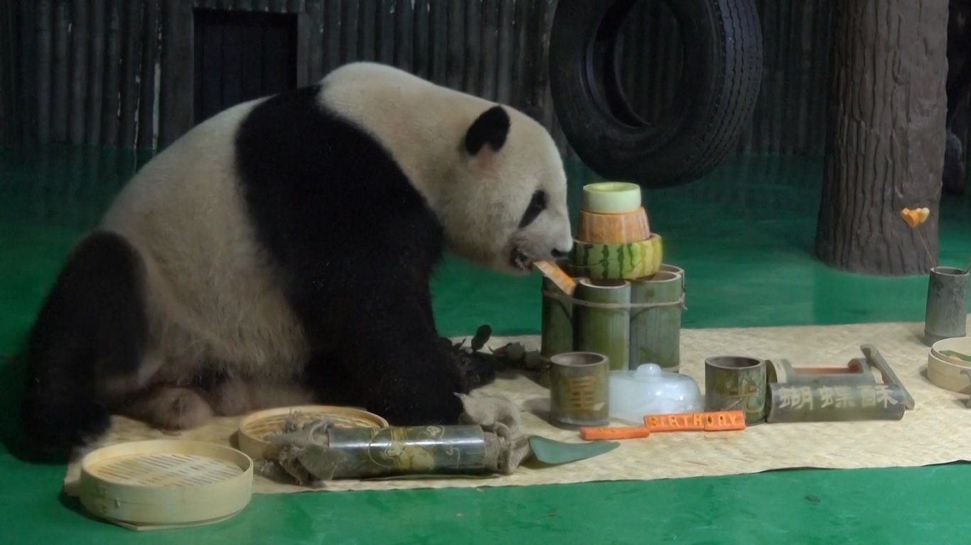Beruang yang sangat dicintai ini pindah ke rumah panda di kebun binatang bersama temannya He Feng pada tahun 2019 dari Pusat Penelitian Pembiakan Panda Raksasa Chengdu di Provinsi Sichuan