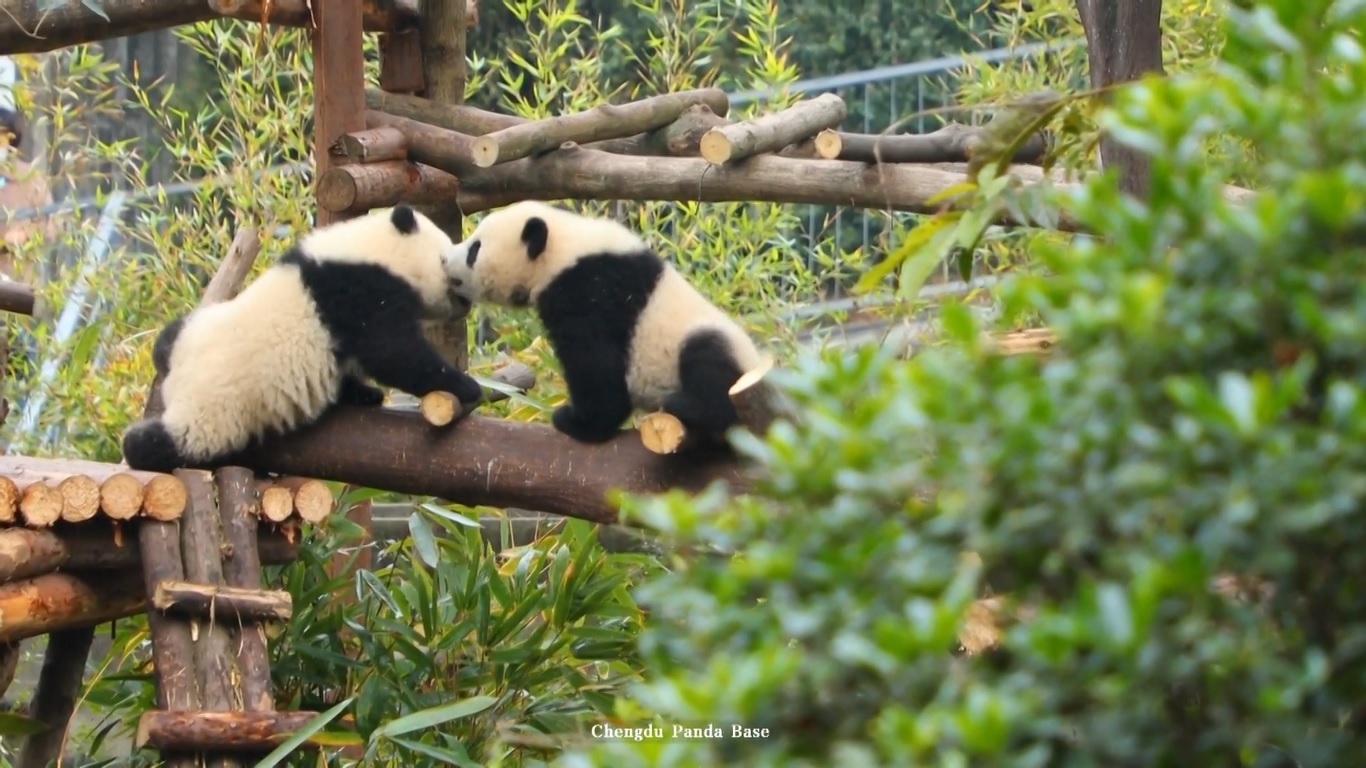 Dalam cuplikan video dari platform multimedia iPanda