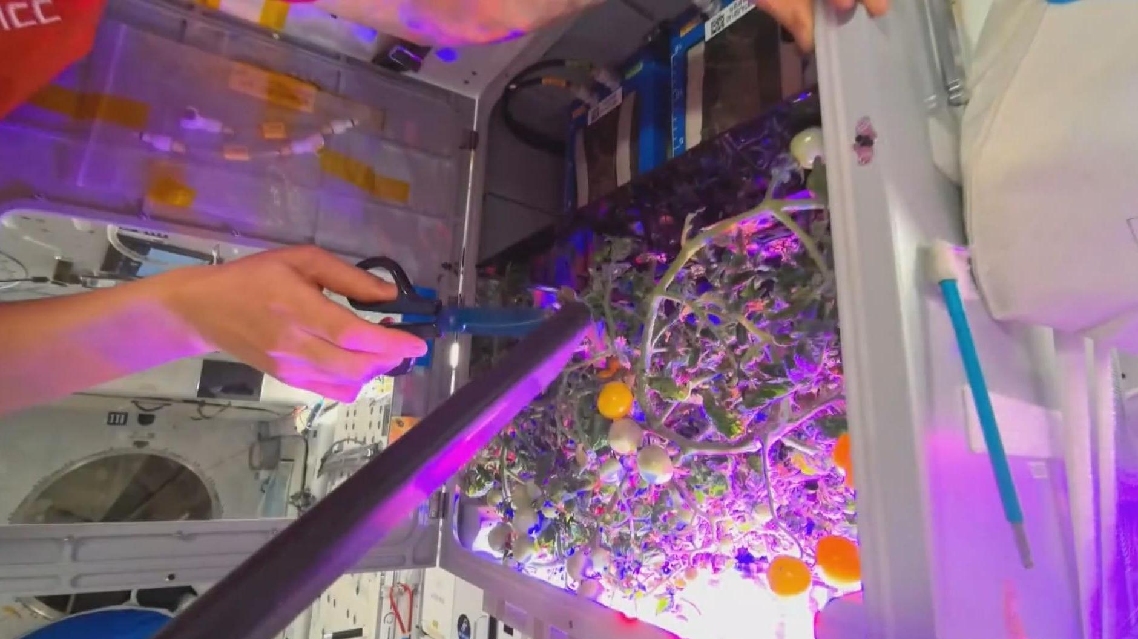Para Astronot Tiongkok akan Memperluas Menu di Orbit karenaTomat yang Ditanam di Luar Angkasa Siap Panen