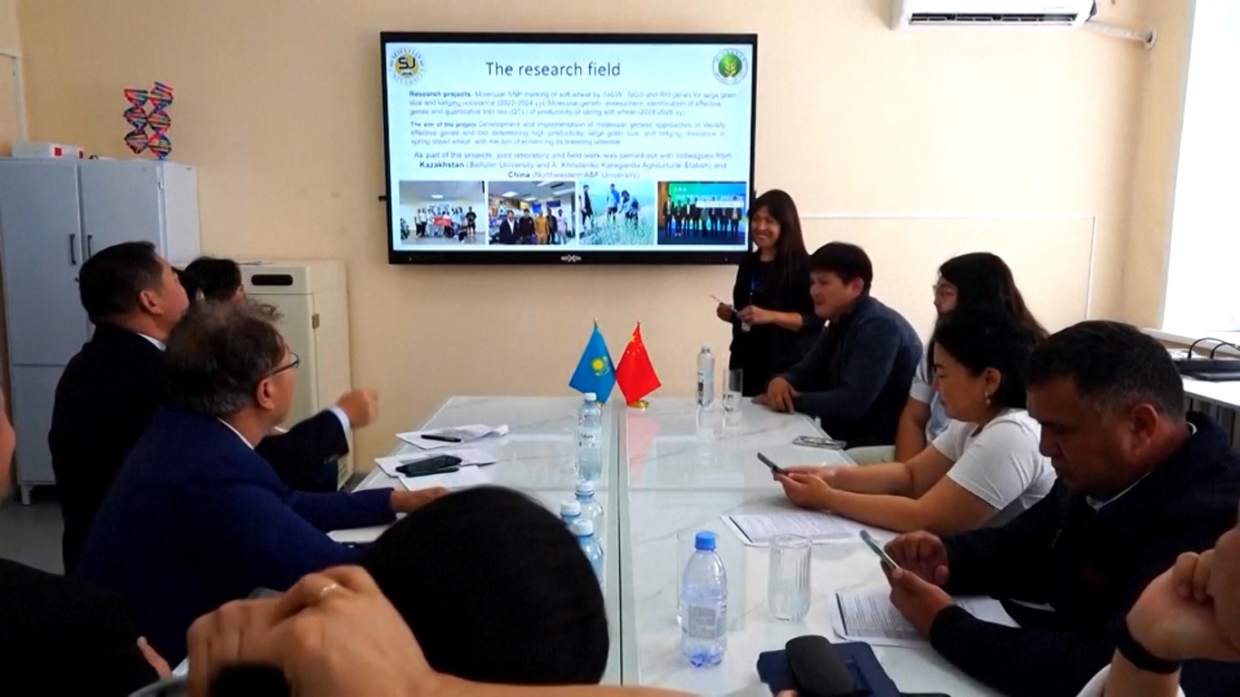 Varietas Gandum Hibrida Tiongkok-Kazakhstan Bantu Kazakhstan Raih Panen Melimpah