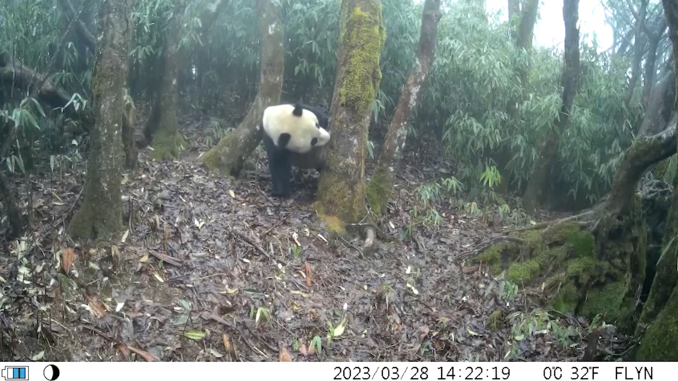 Ini menandai membaiknya lingkungan ekologis di wilayah tersebut