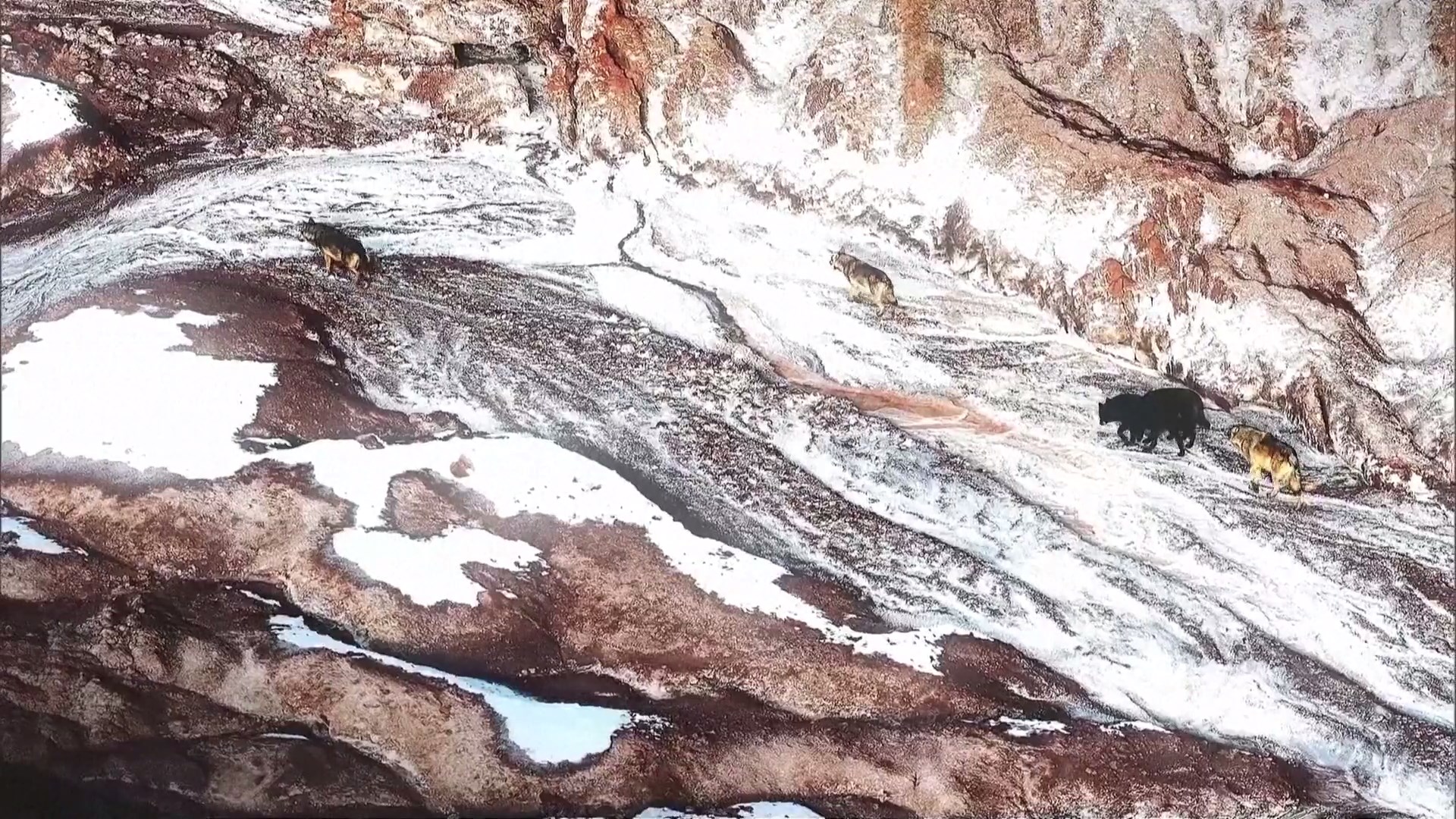 Sekelompok Serigala Terlihat Setelah Turun Salju di Cagar Alam Xinjiang