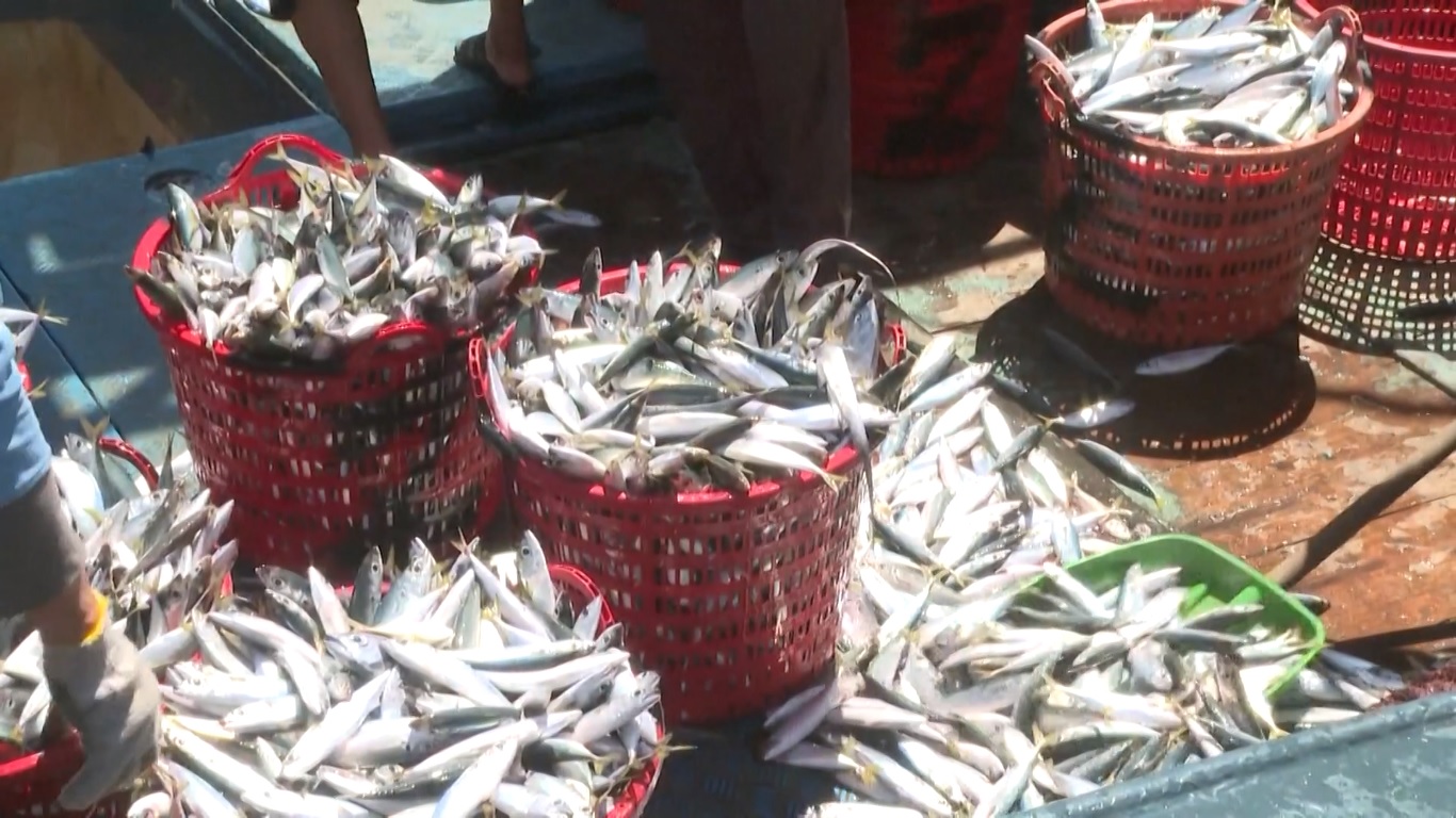 Musim Penangkapan Ikan di Tiongkok Kembali Dibuka dengan Hasil Panen Awal yang Melimpah