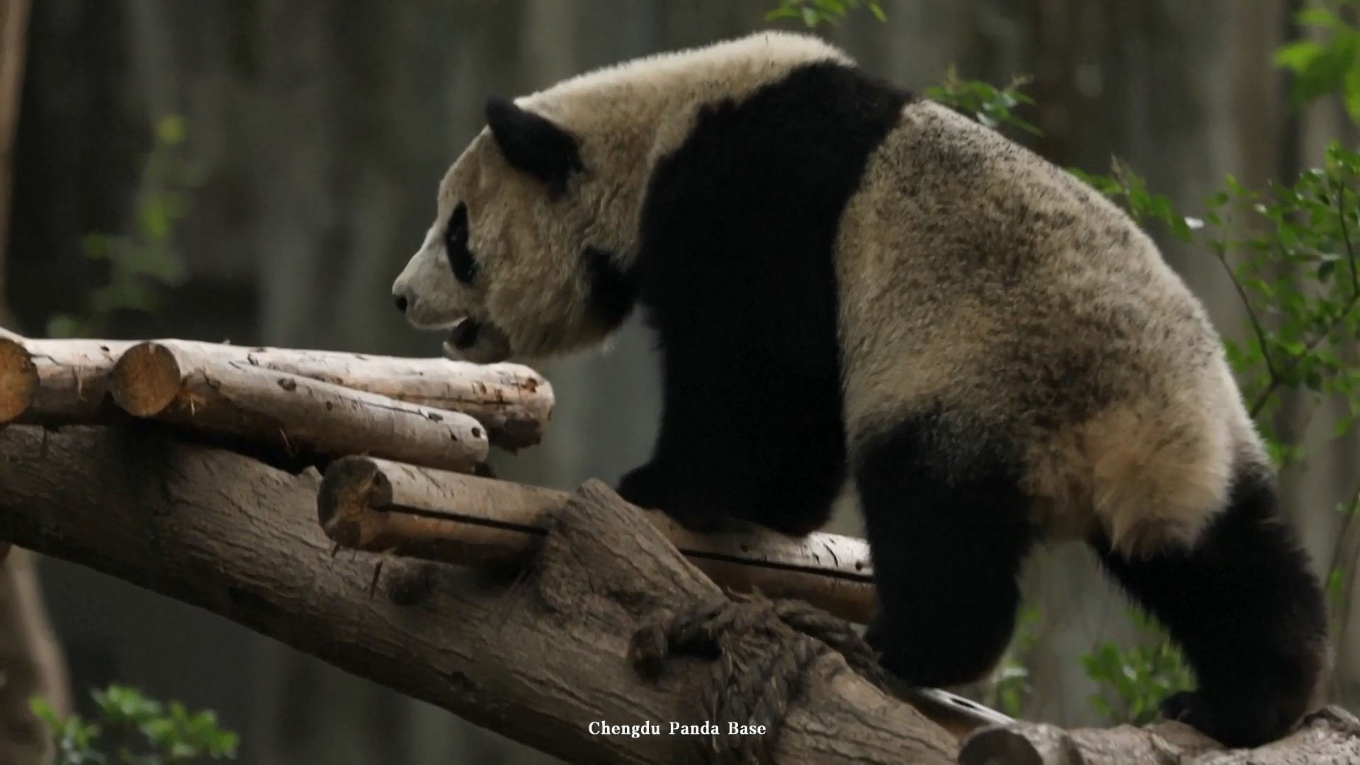 Pangkalan ini adalah lembaga terkenal dunia untuk konservasi ex-situ panda raksasa