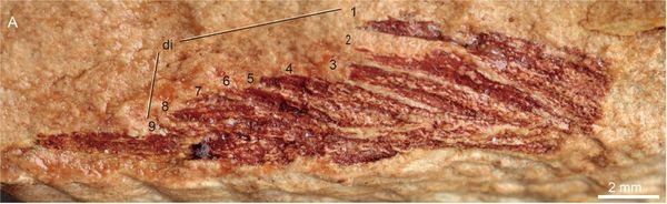 Tim peneliti menemukan sebuah fosil spesies galeaspida baru yang berekor sembilan di Daerah Otonom Etnis Zhuang Guangxi