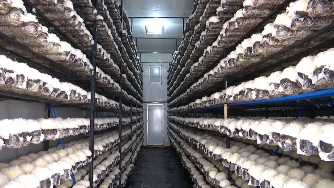 Sekitar 70 persen rumah tangga petani di kabupaten terlibat dalam produksi pasokan dan penjualan jamur yang dapat dimakan dan sekitar 70 persen pendapatan tunai petani berasal dari industri jamur konsumsi