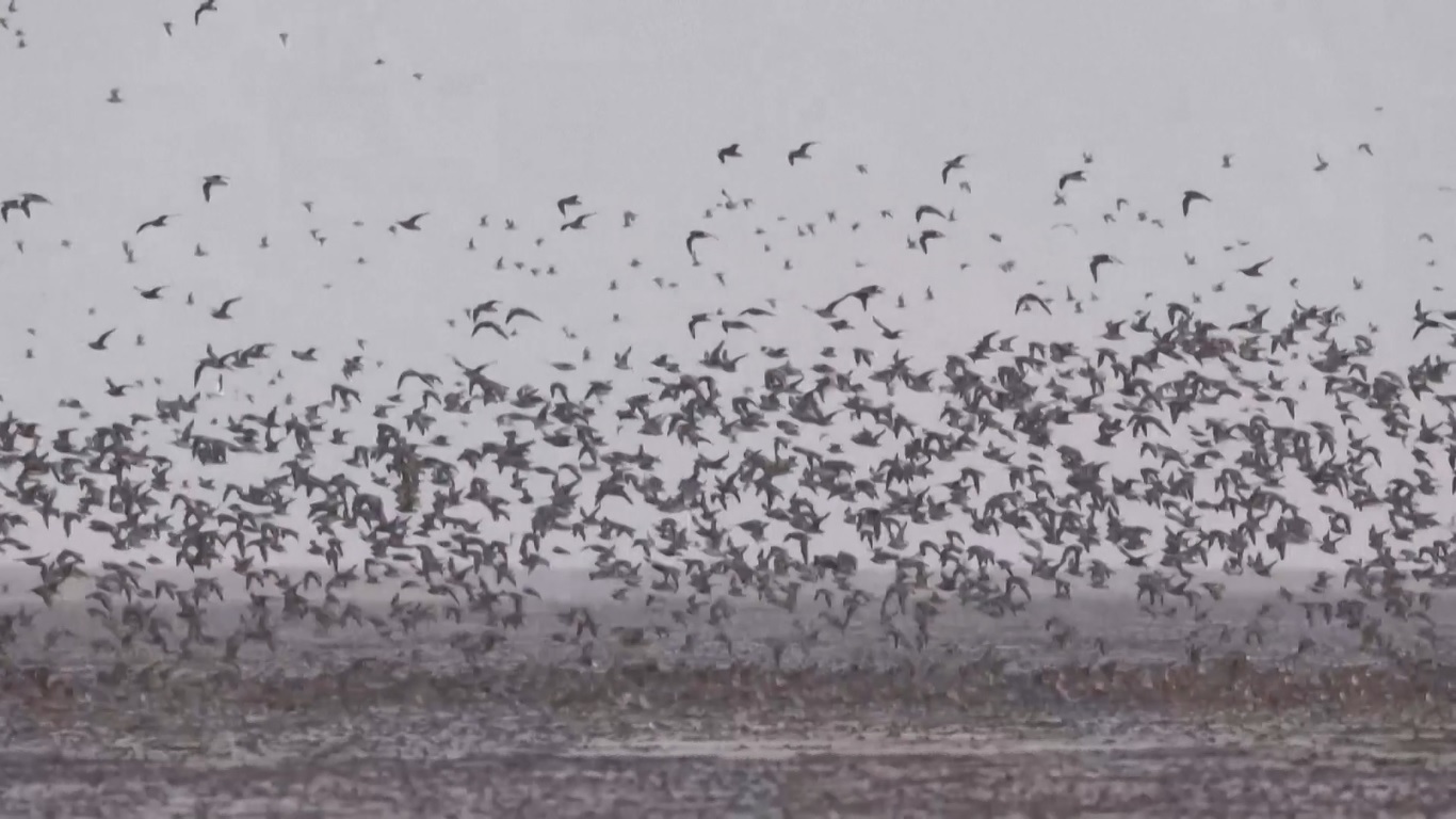 Menurut Administrasi Kehutanan dan Padang Rumput Nasional Tiongkok