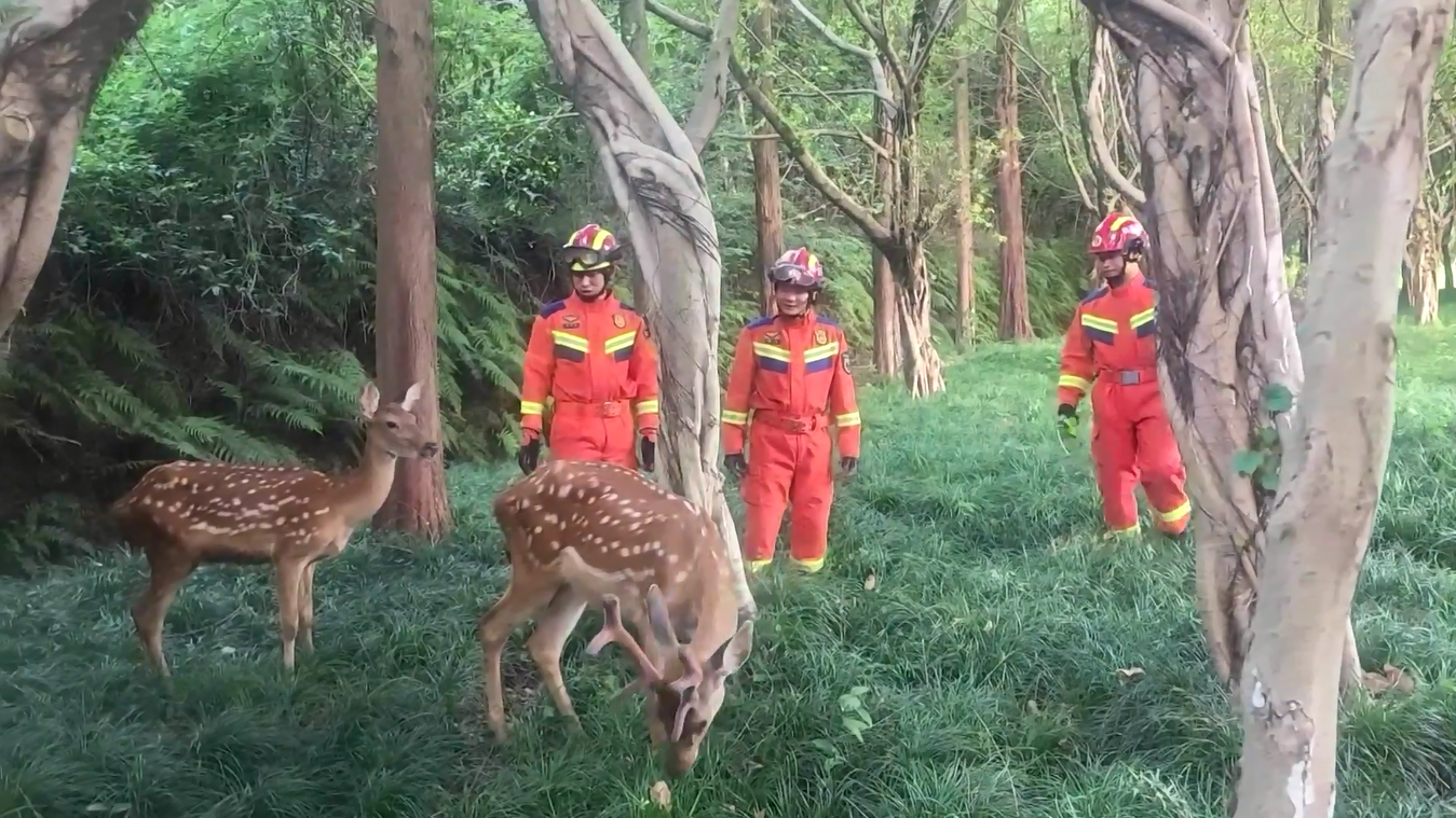 Dua Ekor Rusa Sika Ditangkap Kembali setelah Kabur ke Jalan Raya di Sichuan
