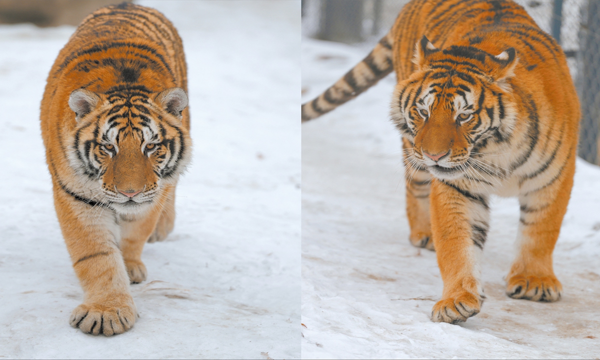 Anak kucing besar di Harbin menjadi bintang