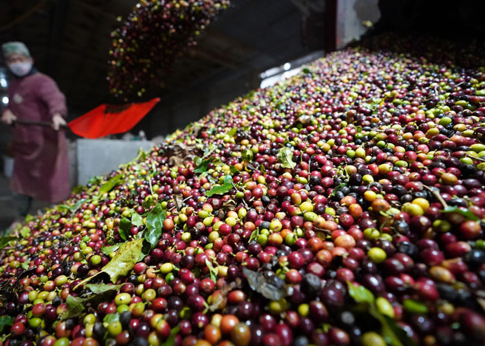 Meski telah dikenal luas sebagai sentra teh Pu'er atau teh yang diseduh dengan aroma manis