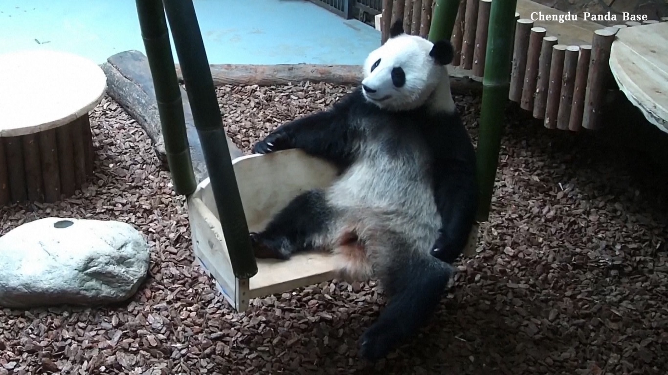 He Ye tertangkap basah mencoba memanjat dari ayunannya ke tempat tidurnya