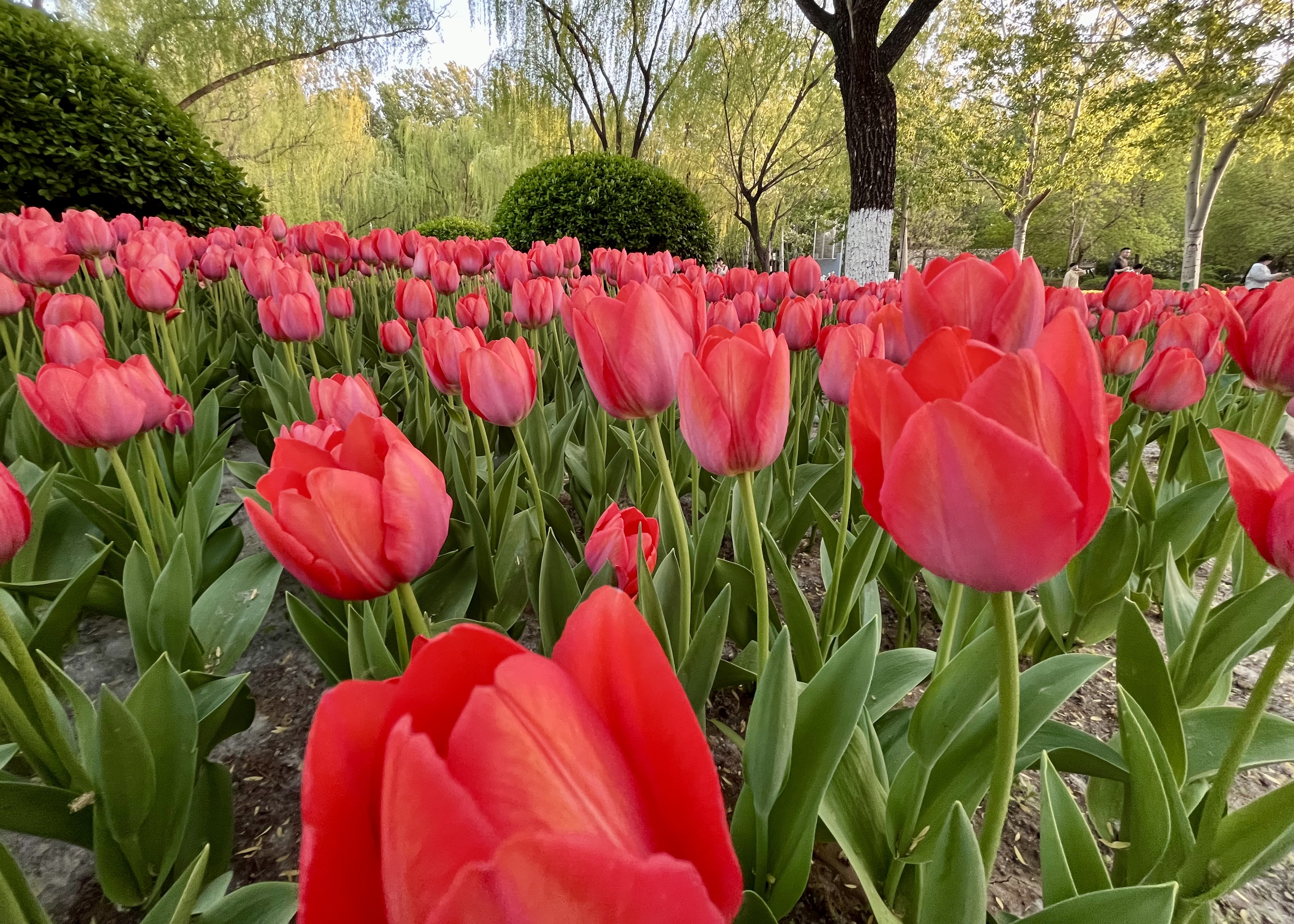 Sebagai oasis yang ramai di jantung kota Beijing Taman Chaoyang di Distrik Chaoyang adalah tempat di mana pengunjung dapat menghabiskan waktu yang nyaman dan santai sepanjang tahun