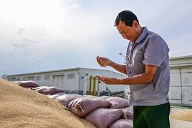 Gandum ditanam pada Oktober tahun lalu