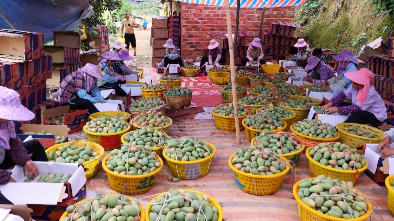 Kota Baise di Daerah Otonomi Guangxi Zhuang selatan dikenal sebagai daerah penghasil mangga terbesar di Tiongkok Mereka menyumbang hampir 25 persen dari total produksi negara itu