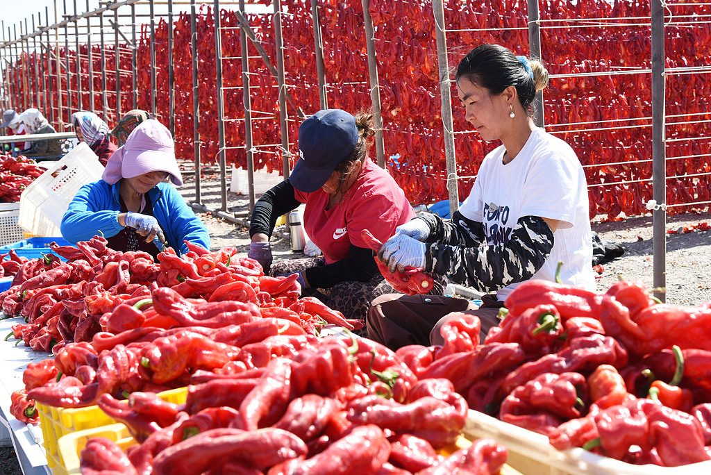 Panen Cabai Mewarnai &#039;Karpet Merah&#039; di Gurun Gobi Xinjiang