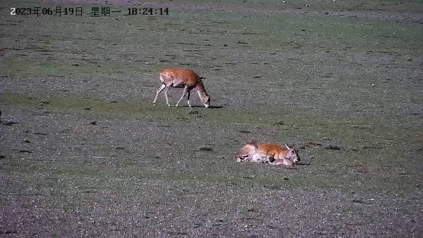 Menurut ahli zoologi Wu Xiaomin