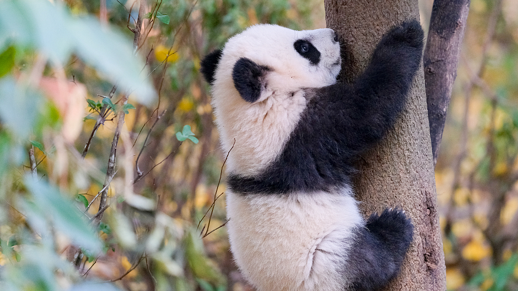 Presiden Tiongkok Xi Jinping meminta masyarakat internasional untuk bersama-sama menanggapi perubahan iklim dan hilangnya keanekaragaman hayati