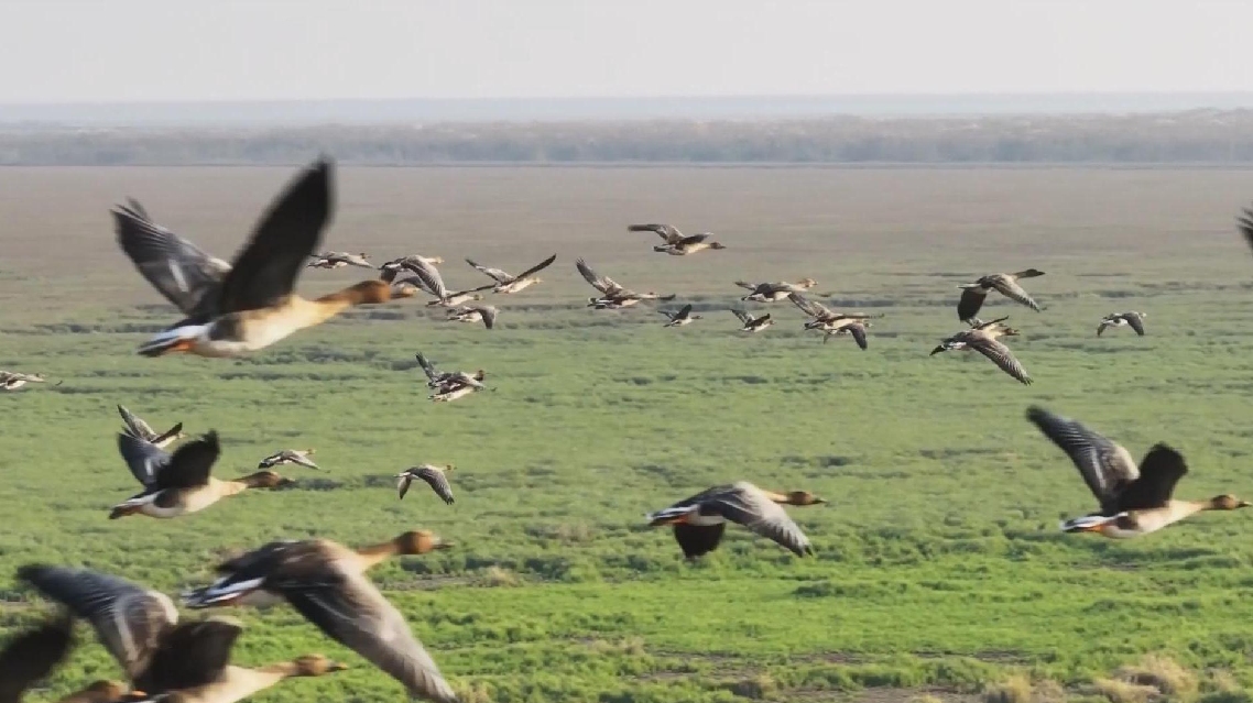 Tim Konservasi Tiongkok Memasang Kamera pada Burung Migrasi untuk Melacak Rute Mereka