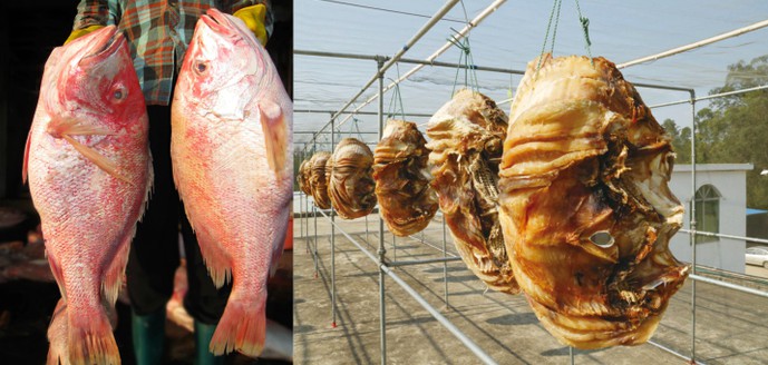 Ikan Kakap Kering Danzhou Berjemur di Bawah Sinar Matahari Untuk Merayakan Panen