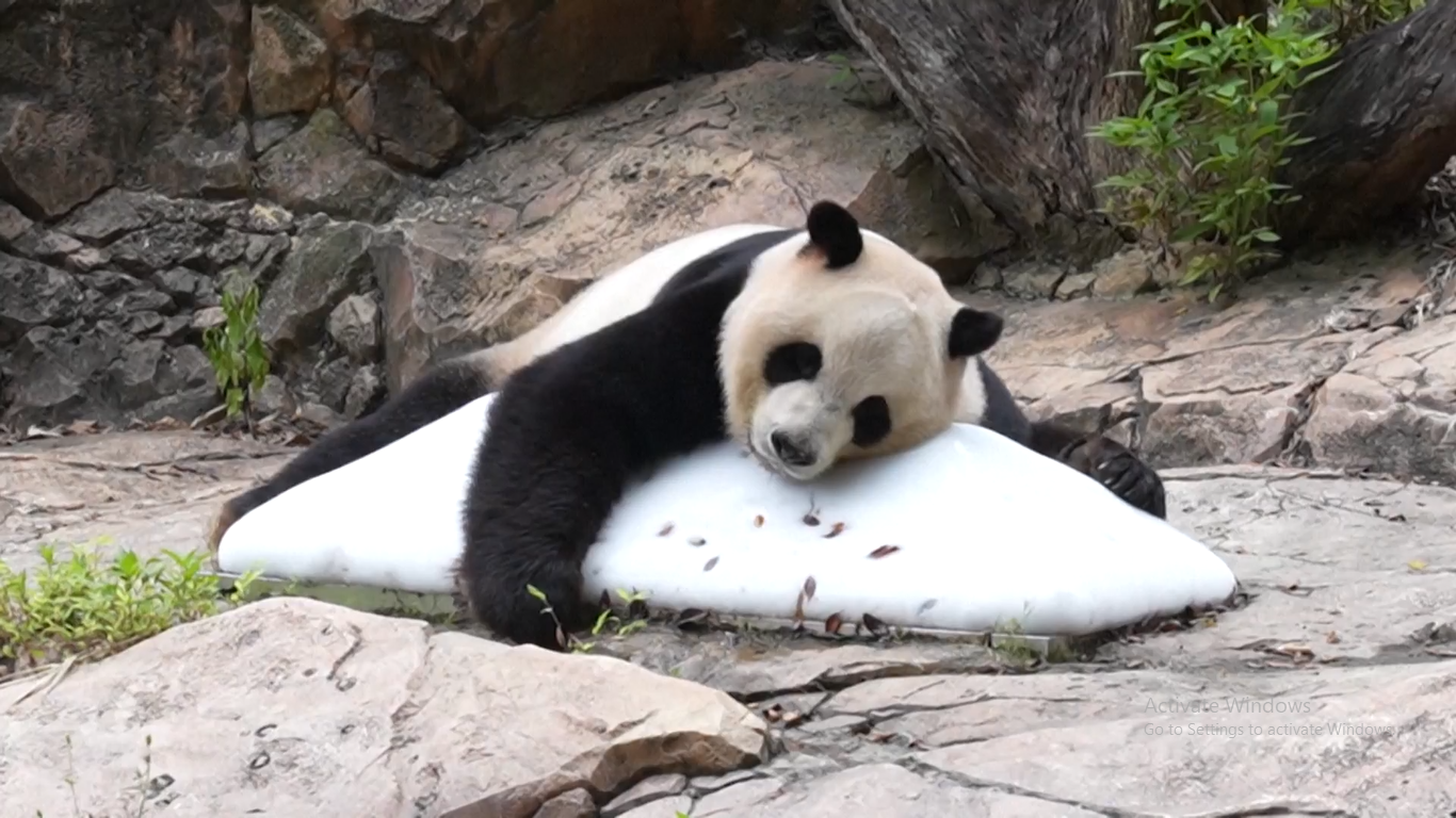 Panda raksasa di taman safari di Guangzhou