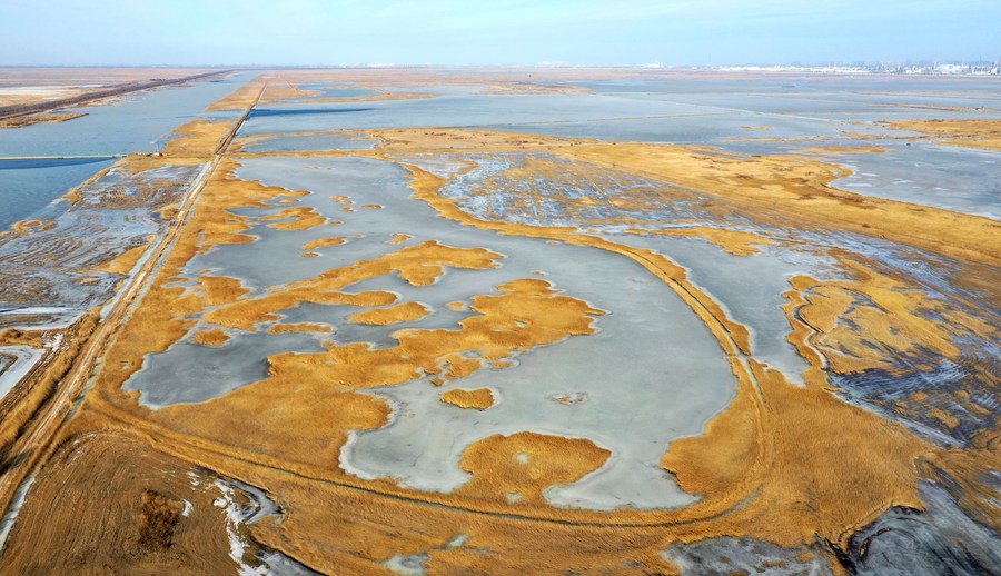 Sejauh ini hampir 1067 hektar vegetasi lahan basah telah dipulihkan di Qilihai