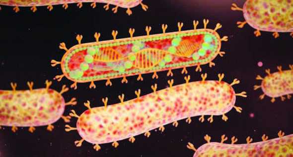 Pemerintah akan mengawasi pelaku perjalanan dari Afrika