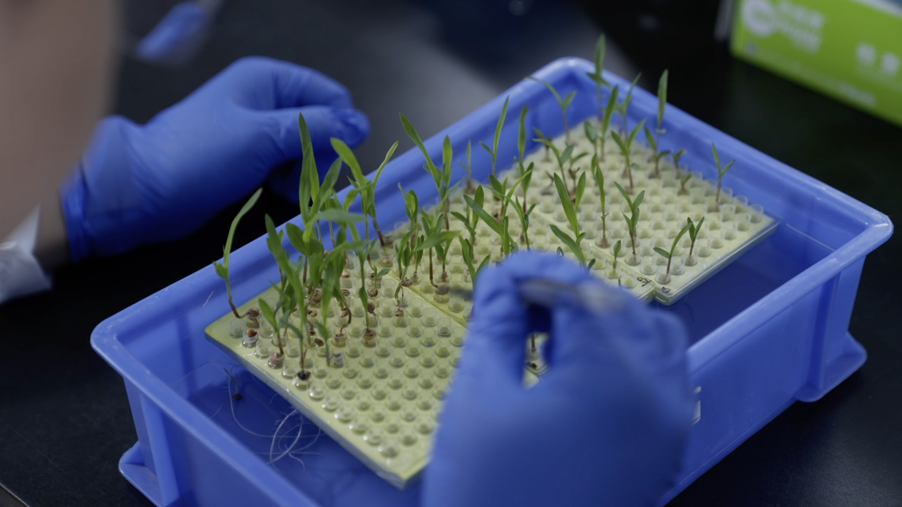 Jika tanaman modifikasi AT-1 dapat ditanam di 20 persen tanah yang mengandung garam di bumi setidaknya akan ada 250 juta ton hasil panen tambahan per tahun di seluruh dunia