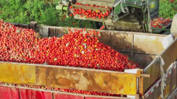 Pada awal penanaman musim semi para petani menandatangani kontrak dengan perusahaan pengolahan tomat setempat yang menyiapkan mesin dan kendaraan pengangkut untuk para petani