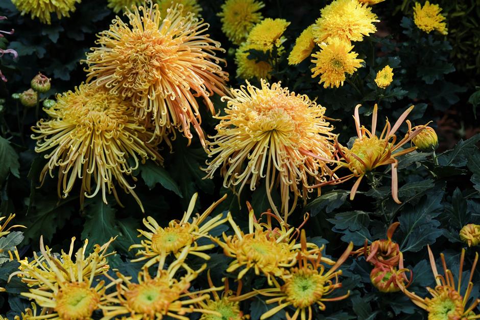 Acara ini dipandang sebagai wadah bagi para ahli hortikultura dari wilayah Delta Yangtze untuk bertukar keahlian dalam budidaya dan merangkai bunga