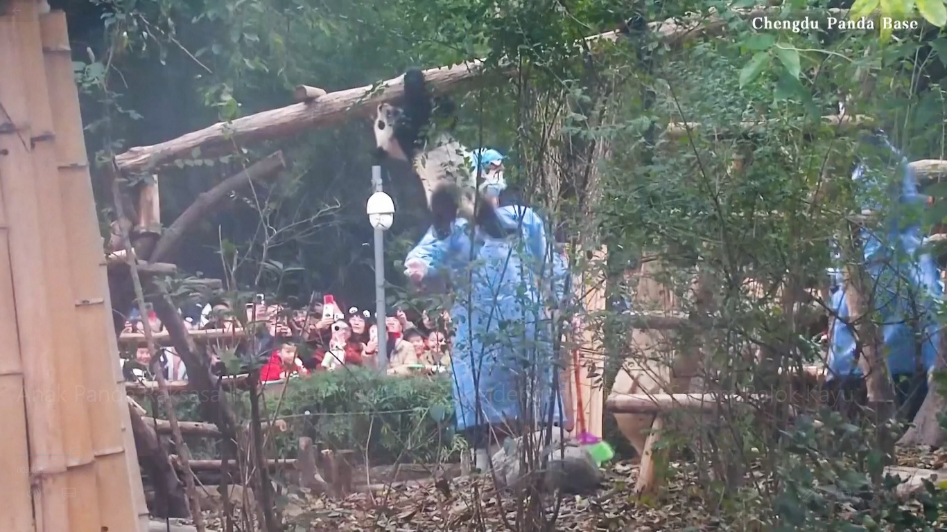 Ia berjalan di atas balok kayu yang tinggi hanya dengan menggunakan kedua tangannya