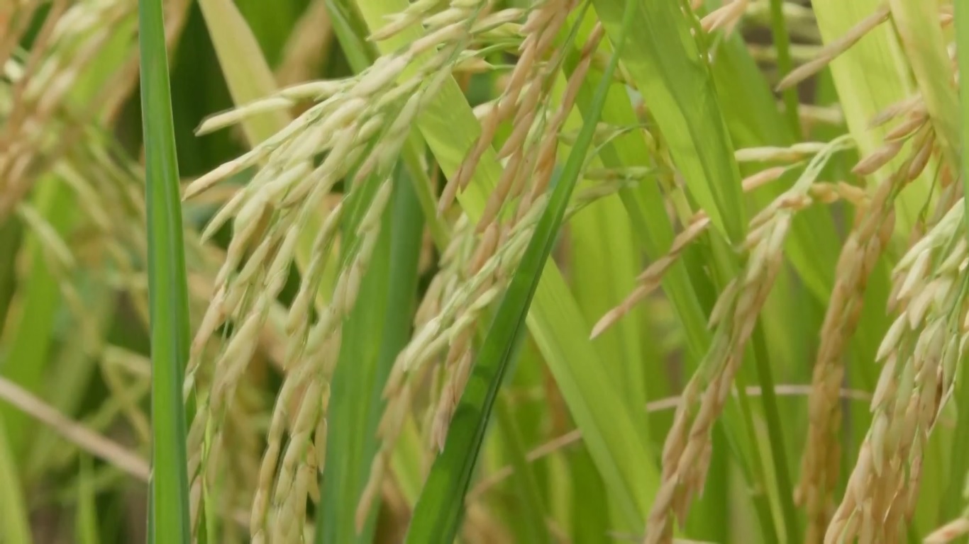 NBS menjelaskan bahwa hasil panen turun 0