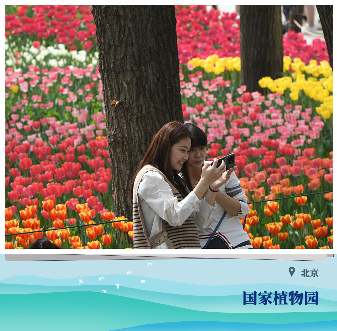 Lukisan musim semi memperlihatkan bunga yang bermekaran dan kami juga menantikan lukisan musim semi dari Anda