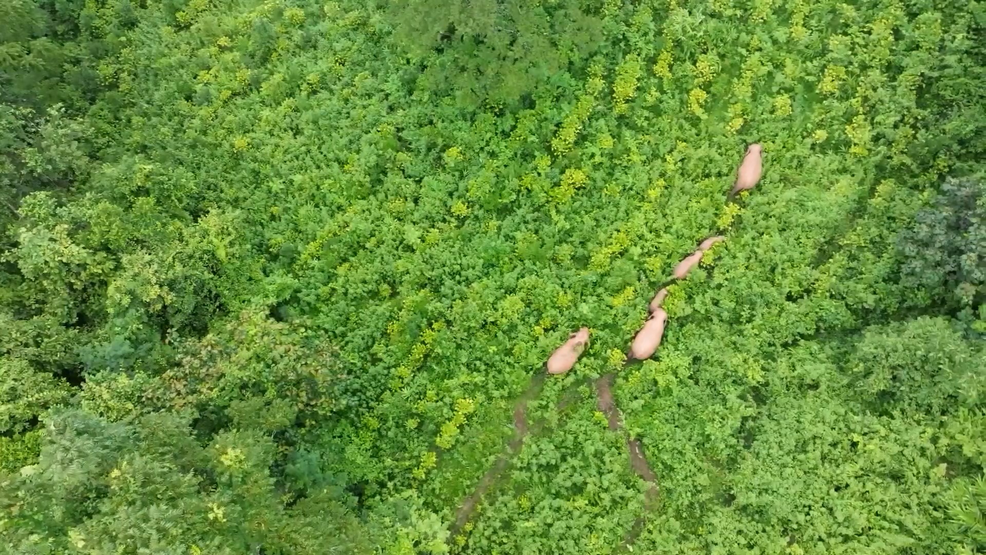 Populasi gajah Asia telah meningkat dari 14 pada tahun 2000 menjadi 30 sekarang di Taman Safari Chimelong