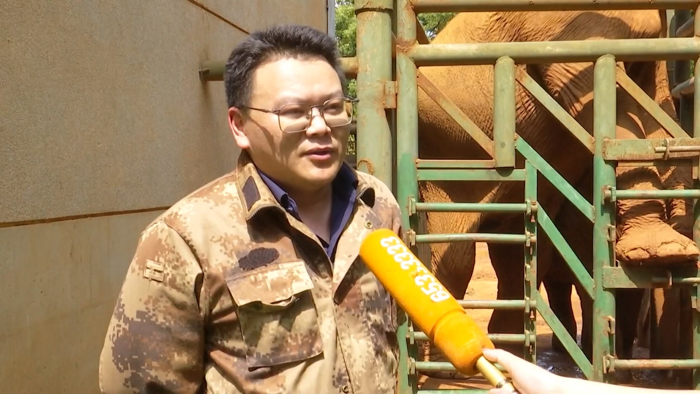 Gajah Asia