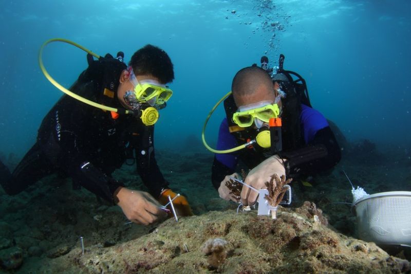 lebih dari 80 persen bibit karang tersebut diperkirakan akan hidup selama setidaknya enam bulan sedangkan lebih dari 70 persen akan bertahan selama setidaknya satu tahun