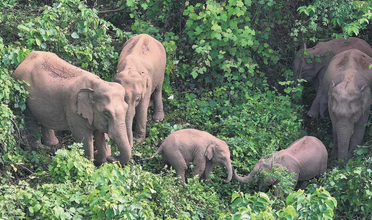 Hidup Berdampingan dengan Gajah Asia