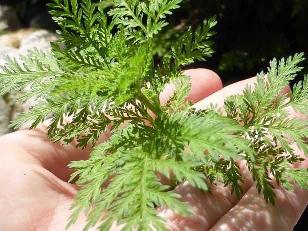 Manfaat yang bisa diperoleh dari tanaman Artemisia annua